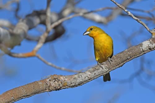Hepatic Tanager reference