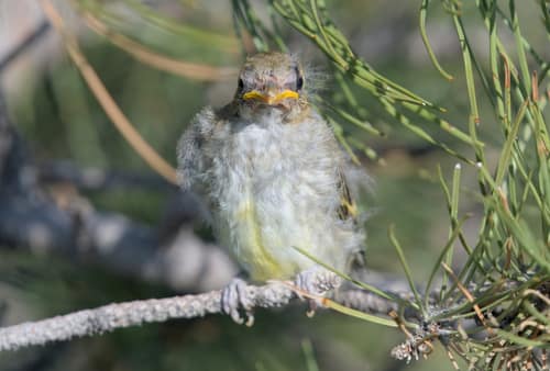 Western Tanager reference
