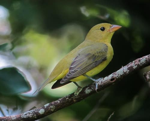 Scarlet Tanager reference