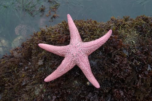 Giant Pink Sea Star reference