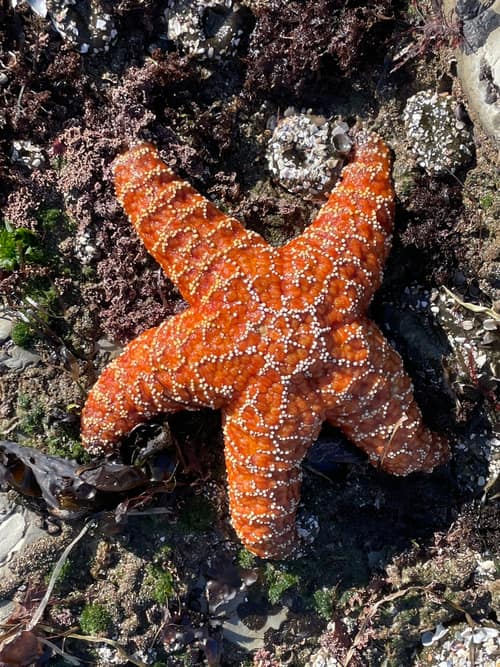 Ochre Sea Star reference