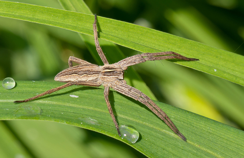 Nursery Web Spider reference
