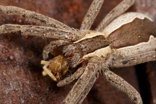 Nursery Web Spider reference