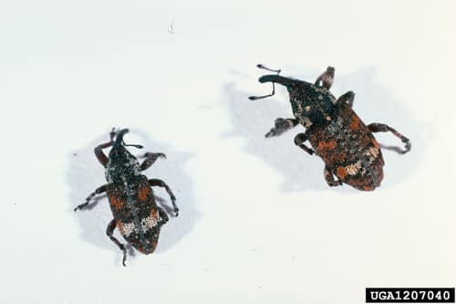 White Pine Weevil reference