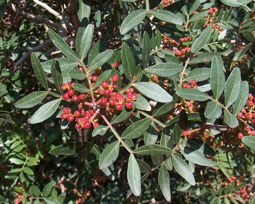 Mastic reference