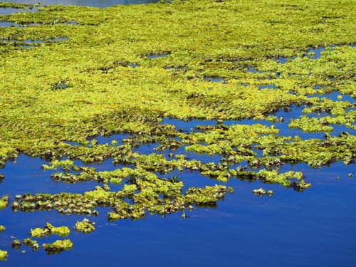 Water Lettuce reference