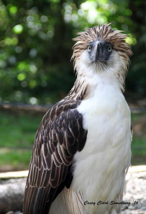 Philippine Eagle reference