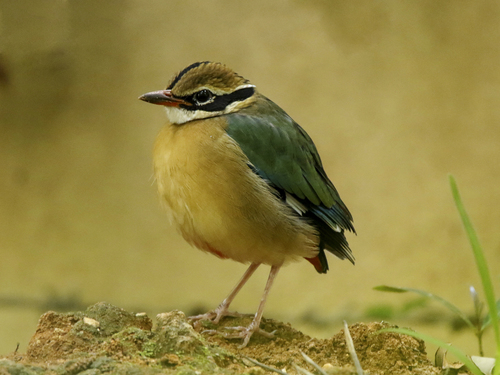 Indian Pitta reference