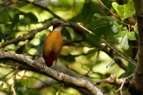 Mangrove Pitta reference
