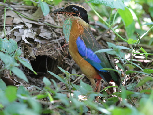 Blue-winged Pitta reference
