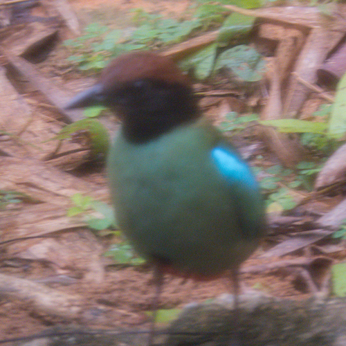 Hooded Pitta reference