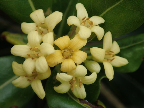 Japanese Pittosporum reference