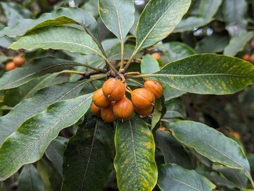 Sweet Pittosporum reference