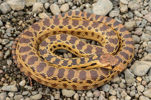Gopher Snake reference