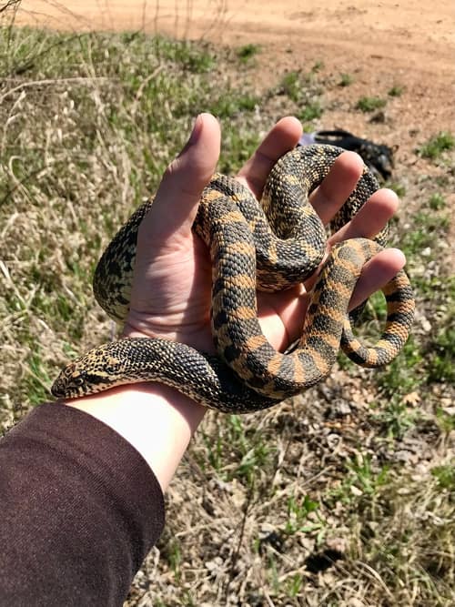 Bullsnake reference