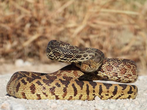 Gopher Snake reference