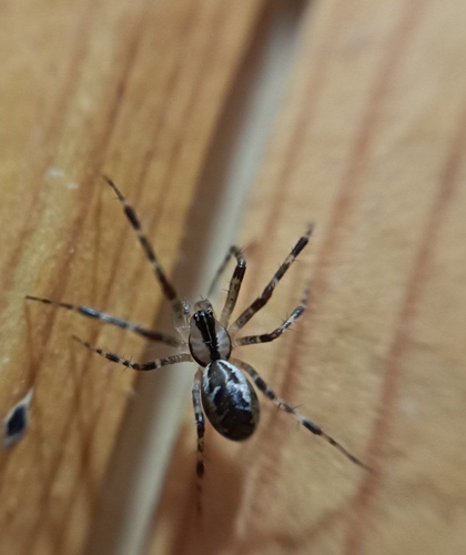 Hammock Spider reference