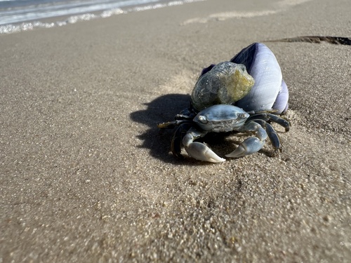 Sargassum Crab reference