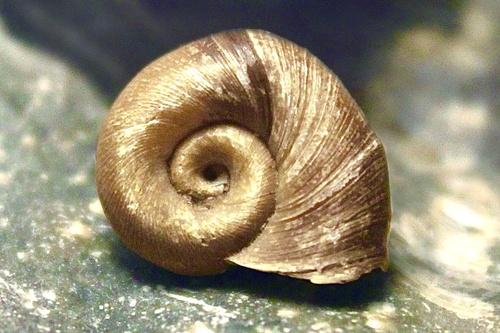 Marsh Ramshorn reference