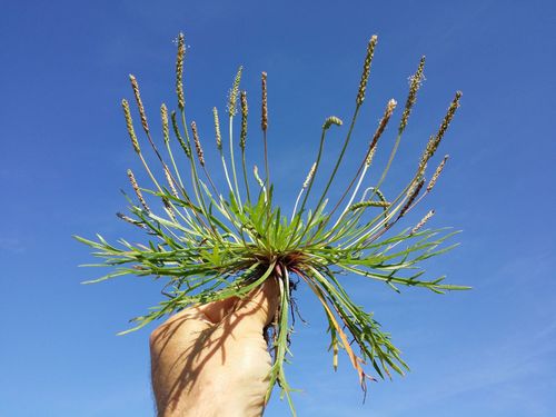 Buck's-horn Plantain reference