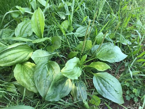 Broadleaf Plantain reference