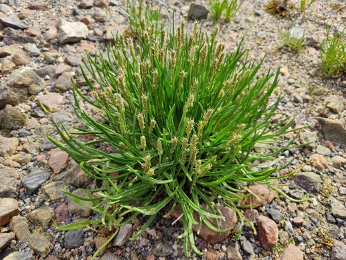 Sea Plantain reference