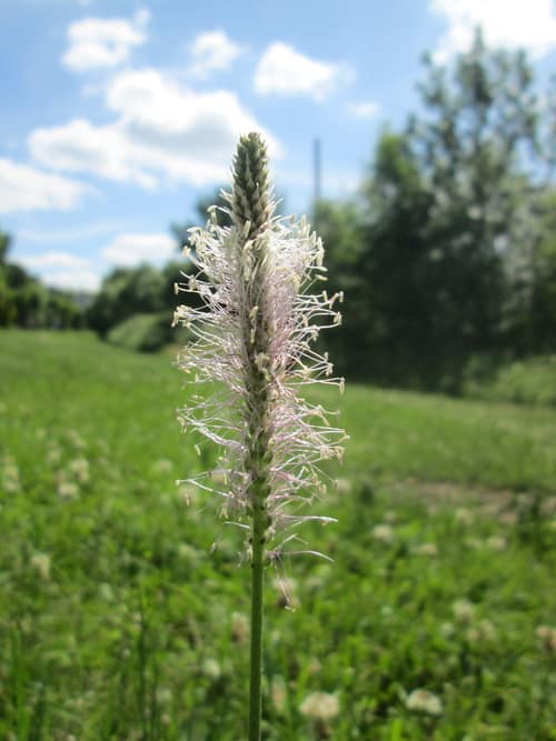 Hoary Plantain reference