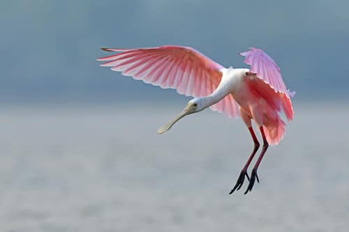 Roseate Spoonbill reference