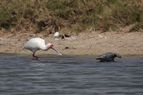 African Spoonbill reference