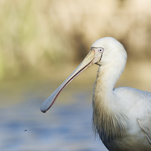 Yellow-billed Spoonbill reference