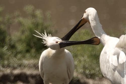Eurasian Spoonbill reference