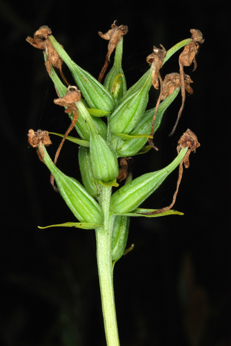 White Fringed Orchid reference
