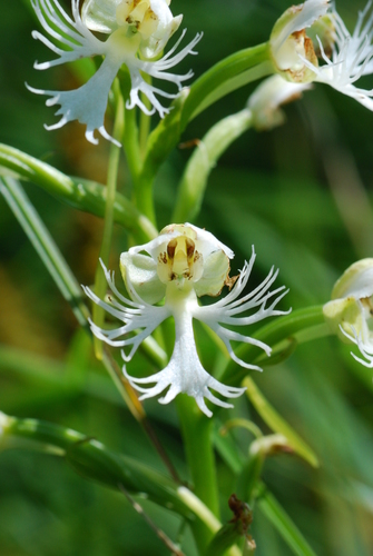 Prairie White Fringed Orchid reference