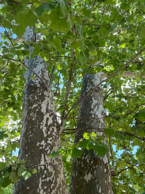 American Sycamore reference