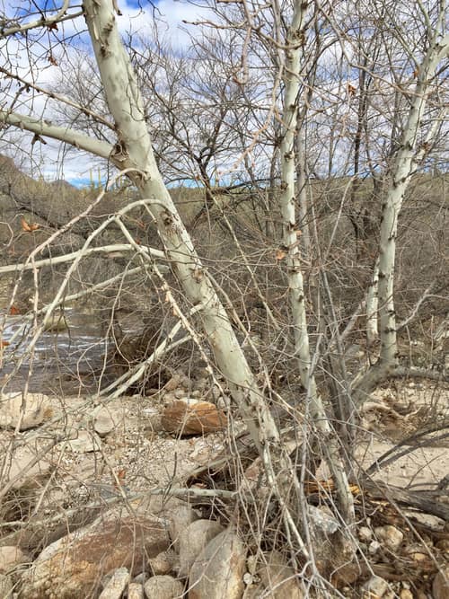 Arizona Sycamore reference