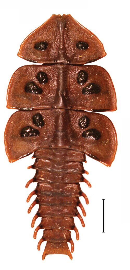Red-Collared Trilobite Beetle reference
