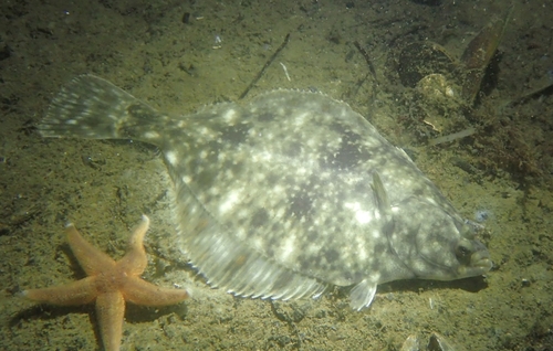 European Flounder reference