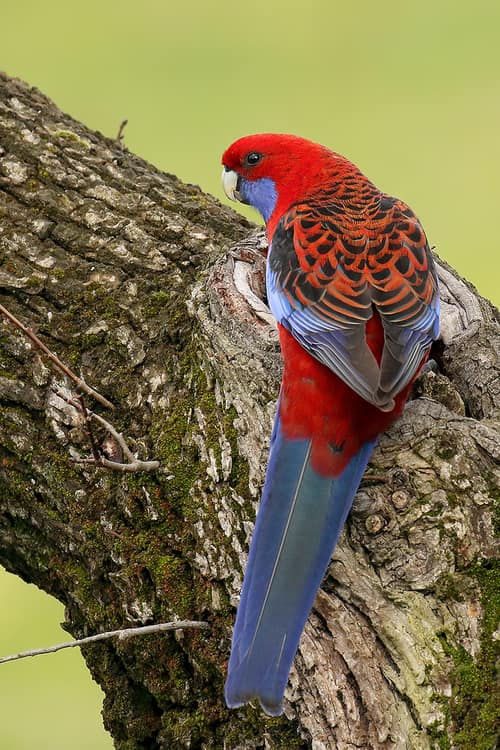 Crimson Rosella reference