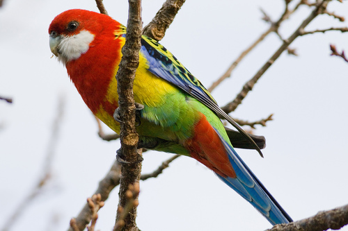 Eastern Rosella reference