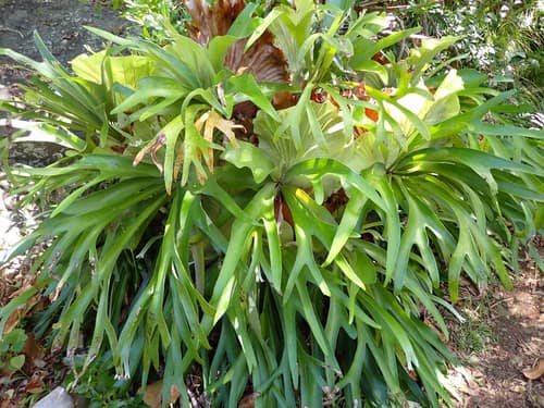 Common Staghorn Fern reference