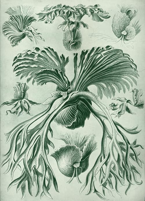 Giant Staghorn Fern reference