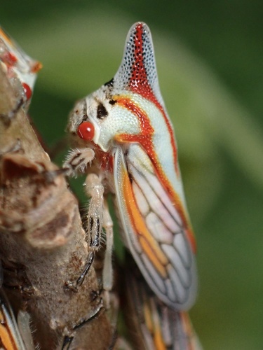 Oak Treehopper reference