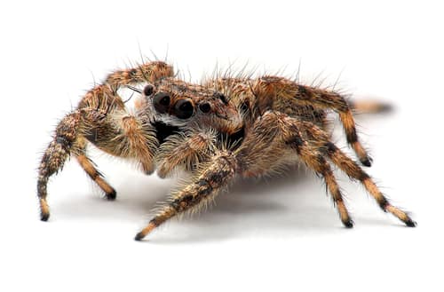Tan Jumping Spider reference