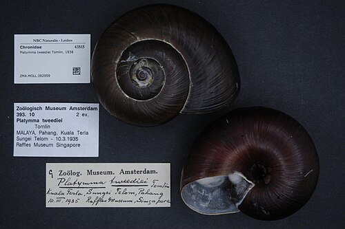 Fire Snail reference