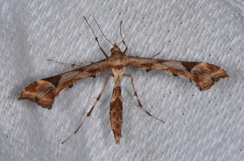 Artichoke Plume Moth reference