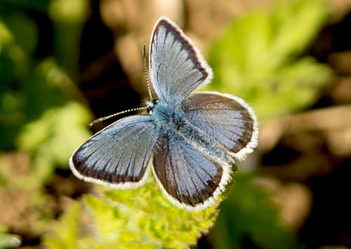 Silver-studded Blue reference