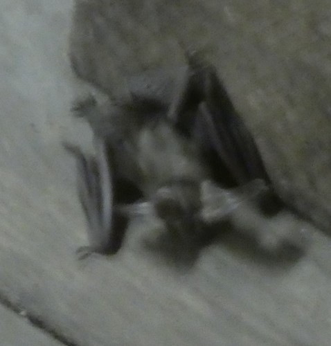 Brown Long-eared Bat reference