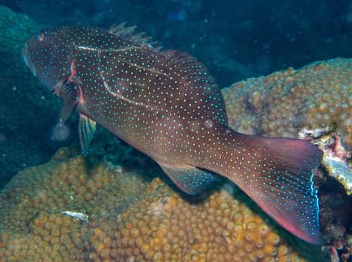 Coral Trout reference