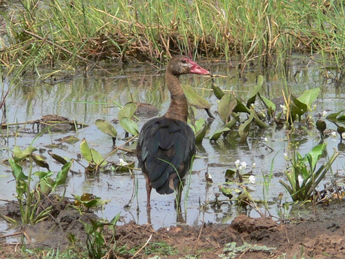 Spur-winged Goose reference