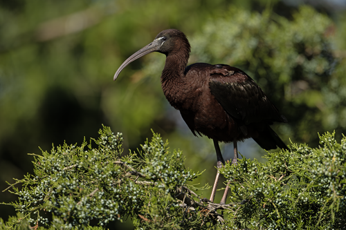 Glossy Ibis reference